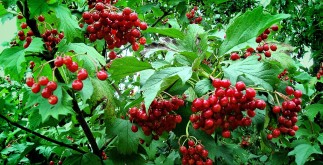 внутрішній ринок України