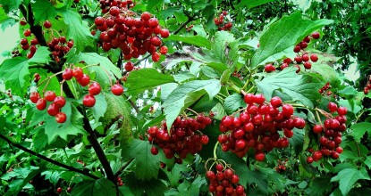 внутрішній ринок України