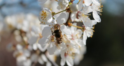 Органічний захист рослин